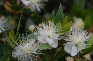 Commonmyrtle Flowers on Plant Of The Week  Myrtus Communis   Landscape Architecture Blog