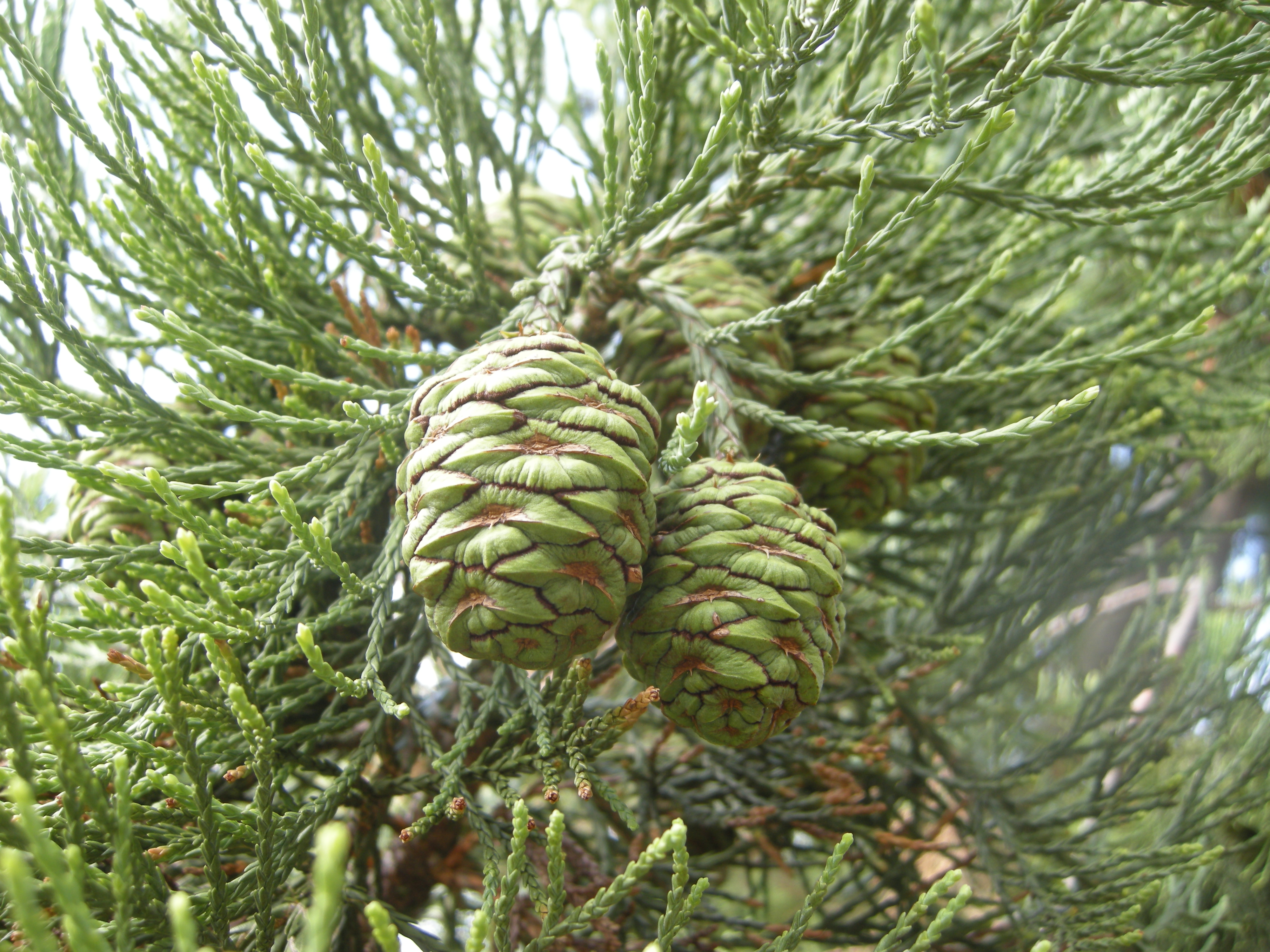 sequoiadendron giganteum juvenile cones