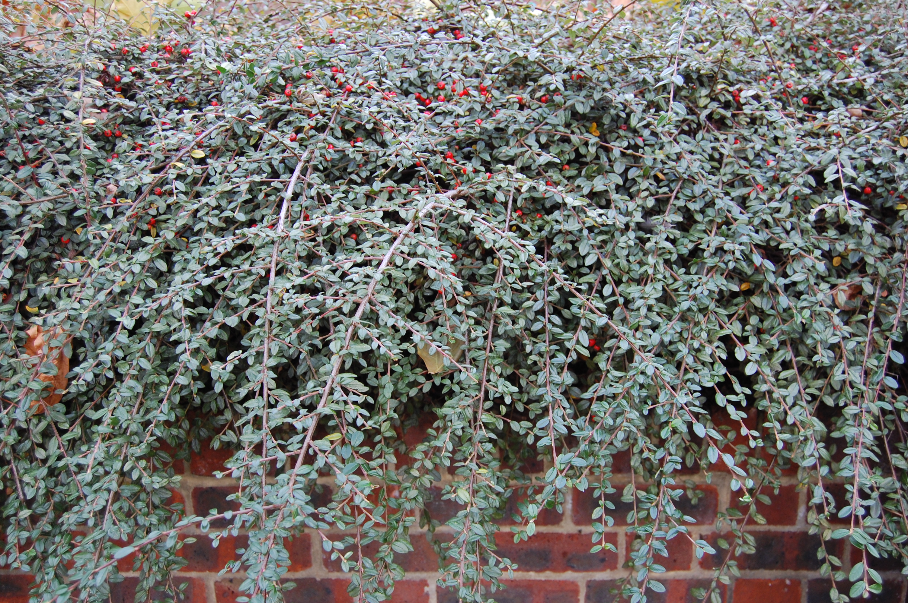 Image of Cotoneaster dammeri in winter