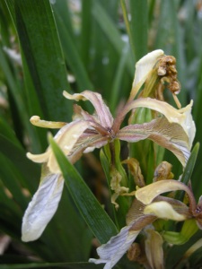 Iris foetidissima flower (12/06/2011, London)