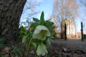 Helleborus niger flower (09/02/2011, London)