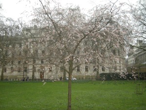 Prunus subhirtella 'Autumnalis' (20/02/2011, London)