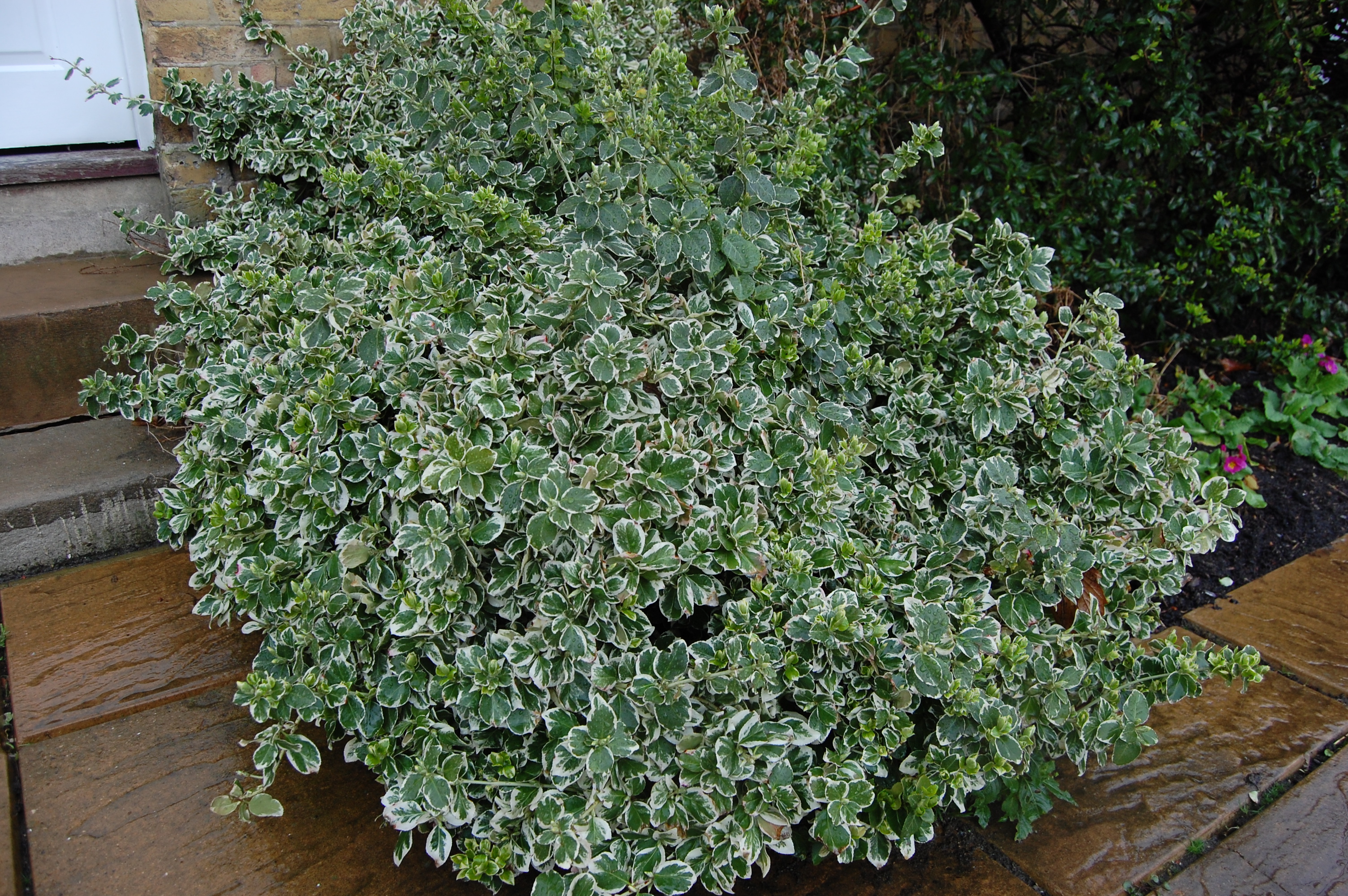 Image of Euonymus japonicus 'Emerald Gaiety' plant
