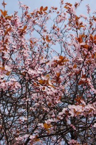 Prunus cerasifera 'nigra' flowers (13/03/2011, Walworth, London)