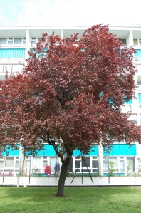 Prunus cerasifera 'Nigra' (16/04/11, Walworth, London)