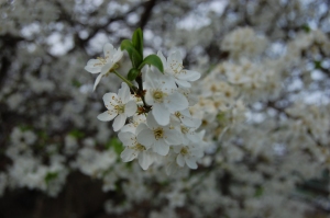 Prunus spinosa flower (13/03/2011, London)