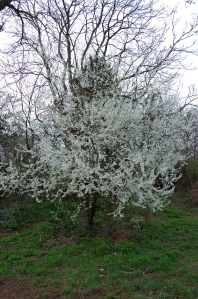 Prunus spinosa (13/03/2011, London)