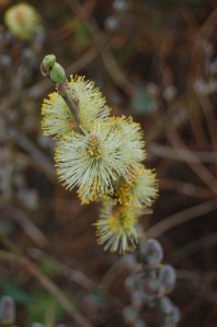 Salix caprea flower (13/03/2011, London)
