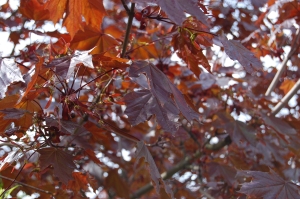 Acer platanoides 'Crimson King' leaf (17/04/2011, London)
