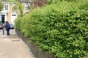 Crataegus monogyna Hedge (16/04/2011, Walworth, London)