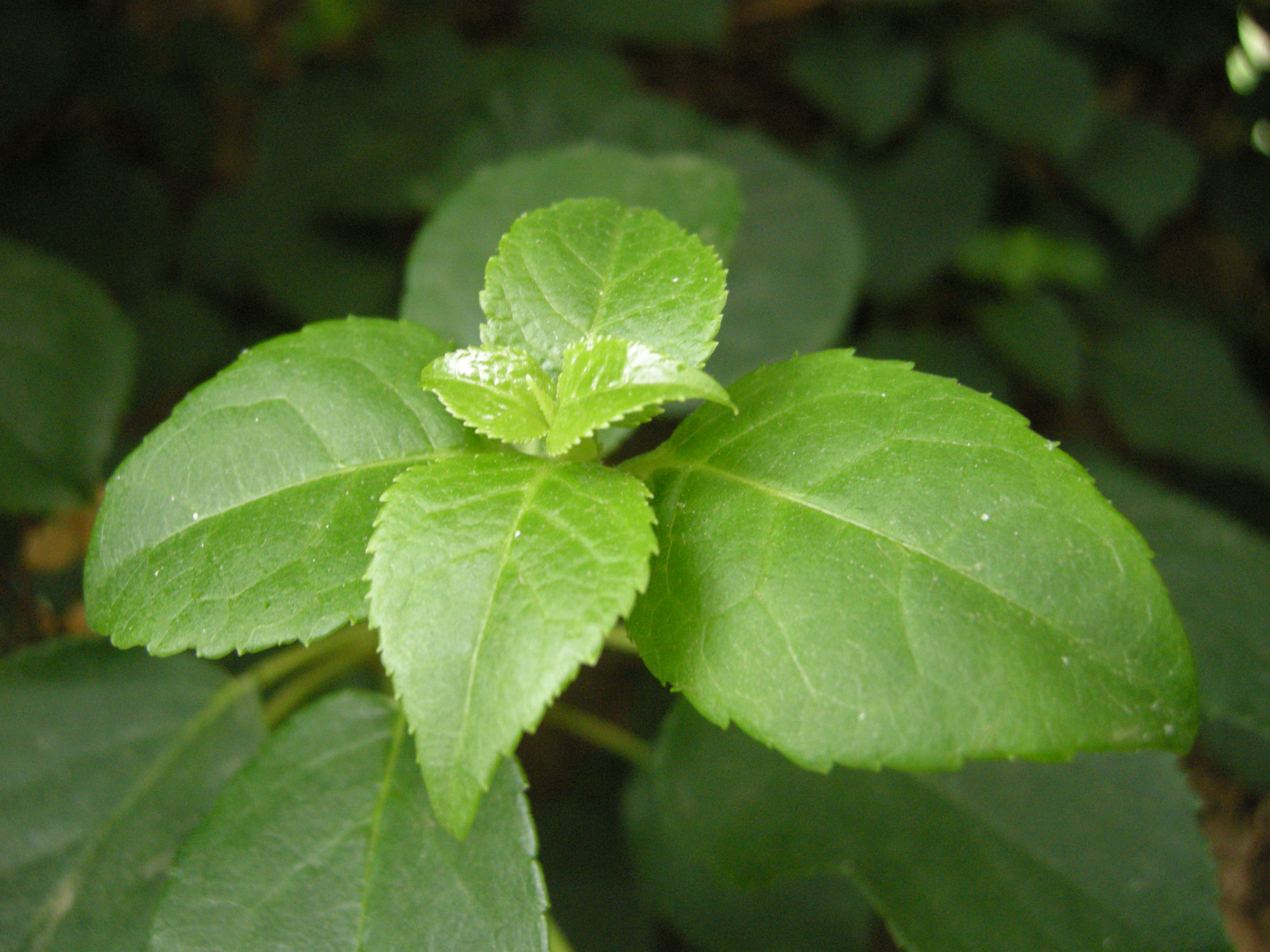 Image of Hydrangea petiolaris leaf