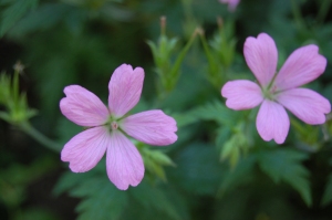Geranium 'Wargrave Pink' Flower (03/06/2011, Walworth, London)