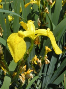 Iris pseudacorus flower (21/05/2011, London)