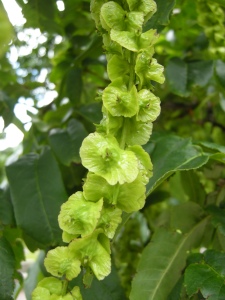 Pterocarya fraxinifolia fruiting catkin (09/06/2011, London)