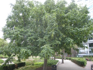 Pterocarya fraxinifolia (09/06/2011, London)