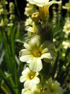 Sisyrinchium striatum flower (21/05/2011, London)
