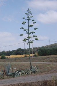 Agave americana in flower (02/07/2011, Rabat)