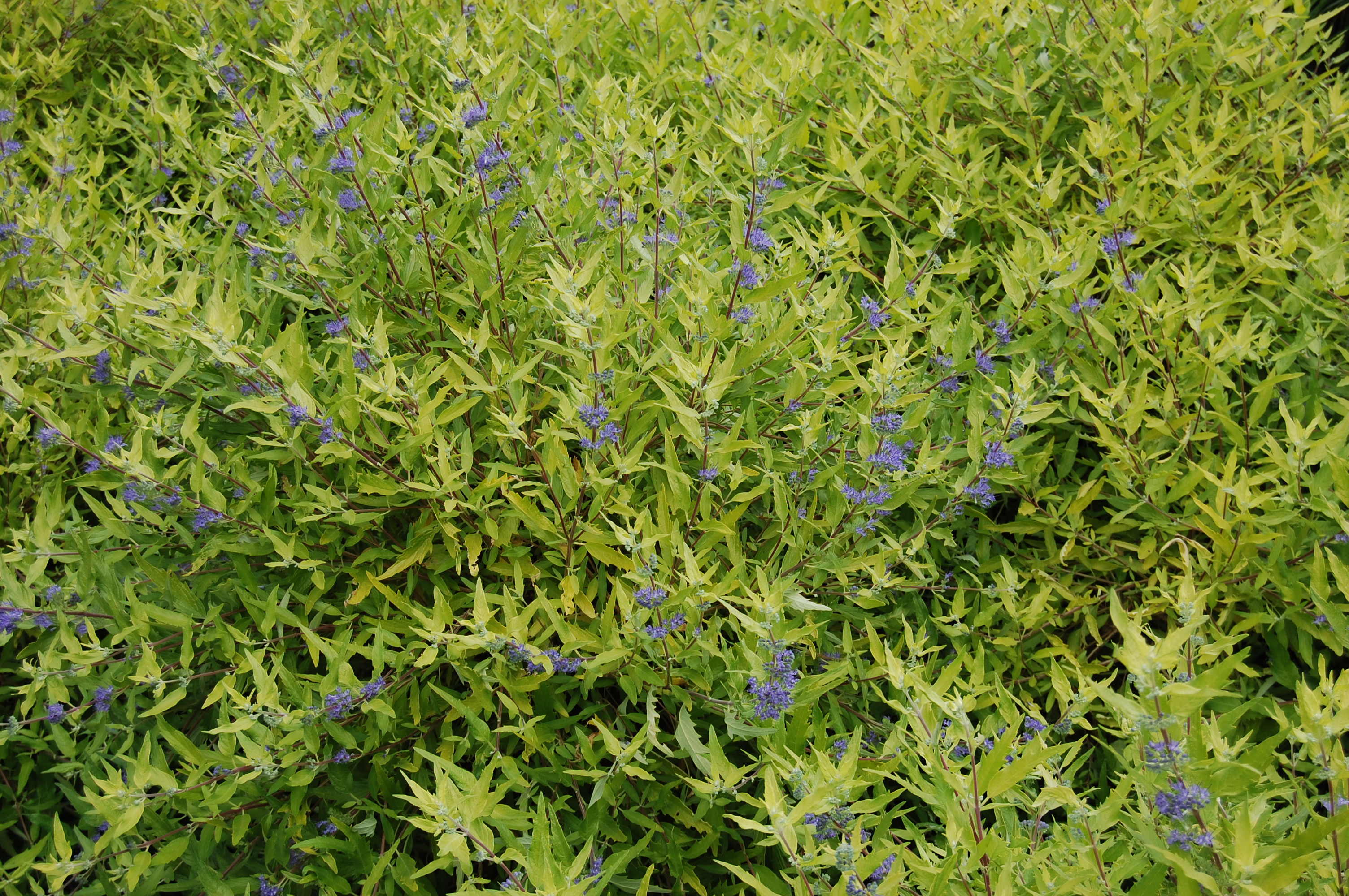 Caryopteris x clandonensis Worcester Gold-Bluebeard "Worcester Gold" Plant in...