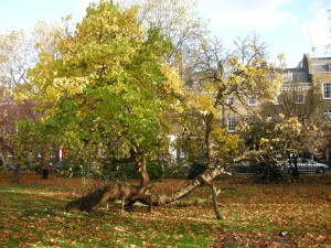 Morus nigra autumn (07/11/2009, London)