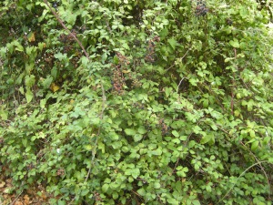 Rubus fruticosus (13/09/2011, Southend On Sea)