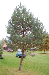 Pinus sylvestris (08/10/2011, Horní Bečva, Czech)