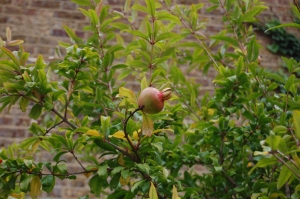 Punica granatum fruit (16/10/2011, London)