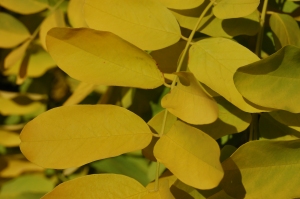 Robinia pseudoacacia 'Frisia' leaf (15/10/2011, London)